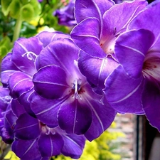 gladiolus, lilac