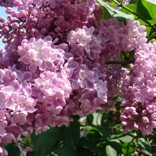 lilac, bouquet, purple