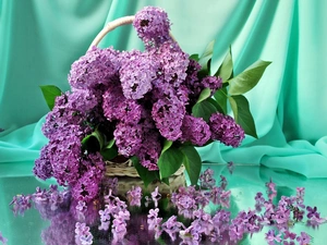lilac, bouquet, purple
