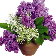 bouquet, purple, Lilacs, white