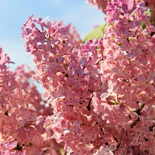 purple, Lilacs