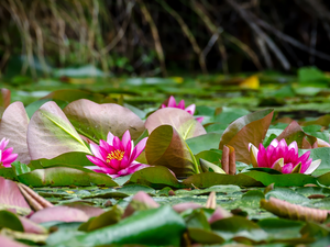 Leaf, Pink, Water lilies