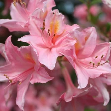 lilies, Flowers, Pink