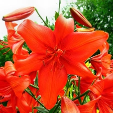 lilies, beatyfull, Red