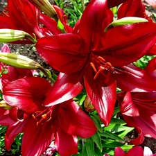 lilies, Flowers, Red