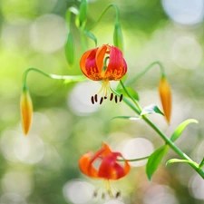 twig, Flowers, tiger Lilies