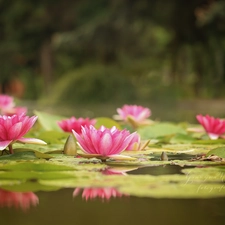 Waterlily, Nenufary, Water lilies