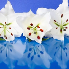White, lilies