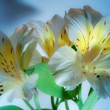 Alstroemeria, beatyfull, White