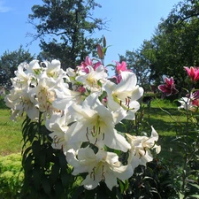 White, Pink, lilies, I