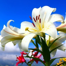 blue, White, Lily, Sky