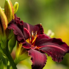 Claret, Lily