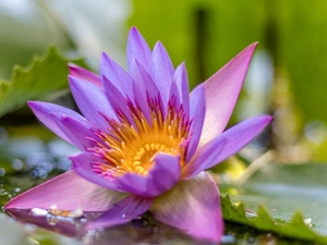 water-lily, Colourfull Flowers, Pink