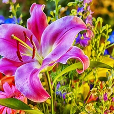 Lily, Flowers, Pink