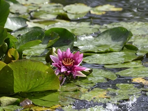 Colourfull Flowers, water-lily, Leaf, Pink