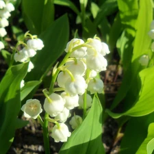 Beauty, lily of the Valley