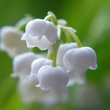 twig, Lily of the Valley