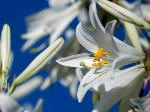 Lily, Flowers, White