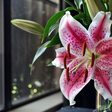 Window, Pink, Tiger lily, Night