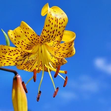 Sky, Yellow Honda, Lily