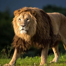 Lion