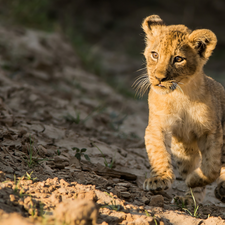 small, Lion