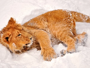 Lion, snow