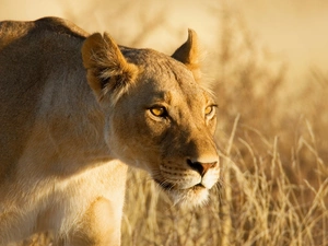 Lioness, Africa