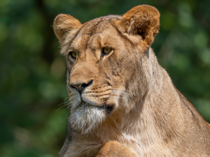 Lioness, rapprochement