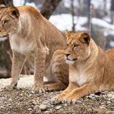 trees, viewes, lions, lionesses, Two cars