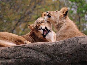 canines, Two cars, lions