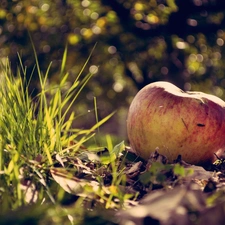 litter, Apple, grass