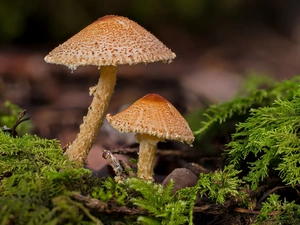 mushrooms, forest, Moss, litter, toadstools, Two cars
