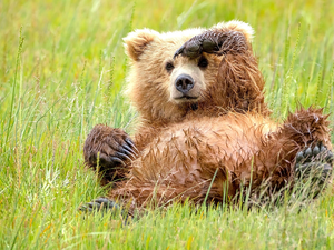 small, little bear, grass, Bear