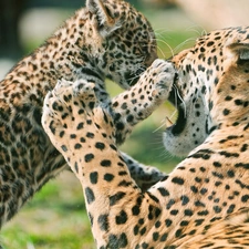 play, leopardess, little doggies