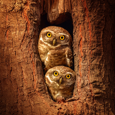 trees, hollow, Owls, Little Owl, Two