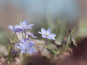 Blue, Flowers, cluster, Liverworts