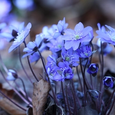 Liverworts, Blue, Flowers