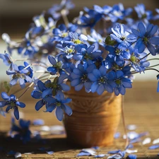 Flowers, Vase, blur, Liverworts