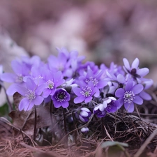 Liverworts, purple, Flowers