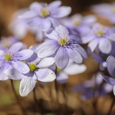 Liverworts, Flowers