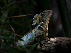 branch, Plants, Common Green Forest Lizard, Agama, lizard