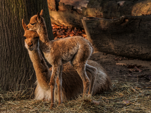 Two, young, lame, llama