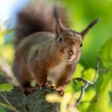 squirrel, Leaf, oak, Lod on the beach