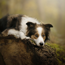 dog, muzzle, log, Border Collie