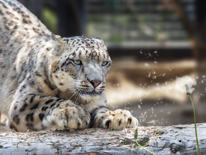 dandelion, snow leopard, log