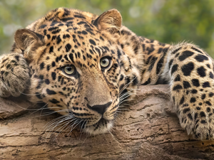 log, Resting, Leopards
