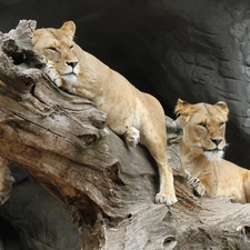log, wood, themselves, lions, Lounging