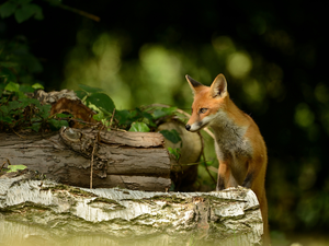 Fox, trees, viewes, Logs