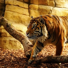 tiger, Logs